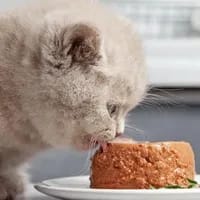 کنسرو غذای بچه گربه (حمایتی)